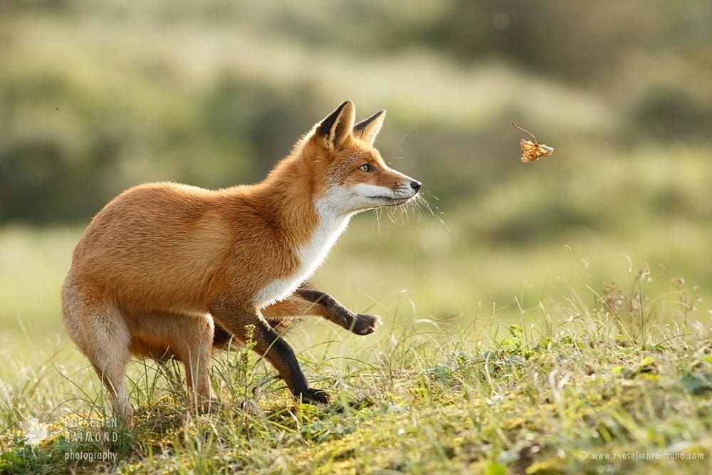 Virgo spirit animal Fox
