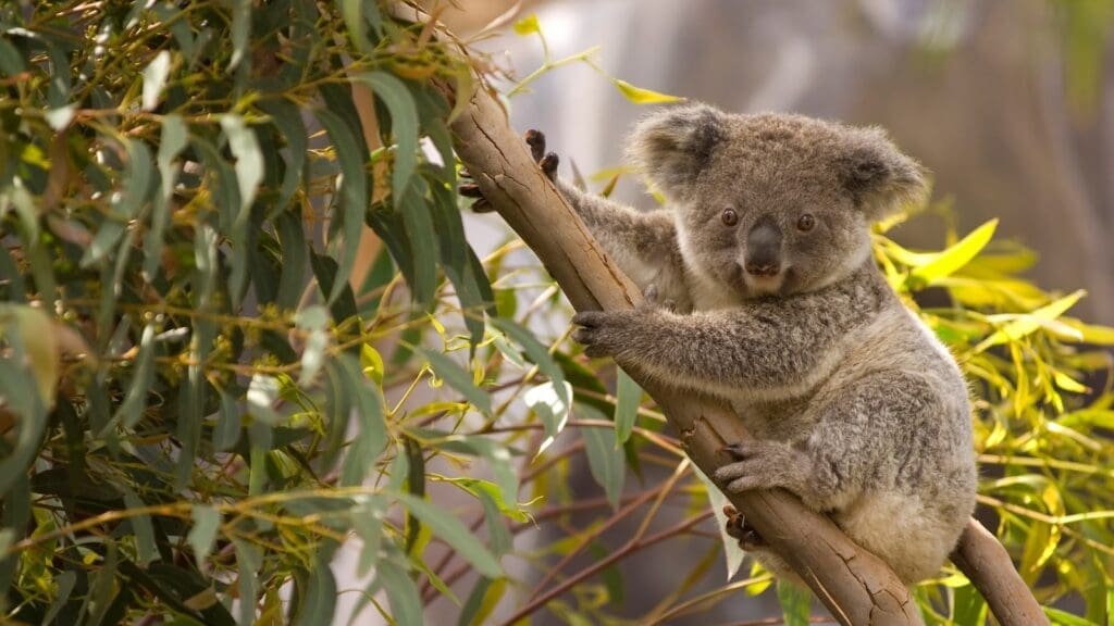 Virgo spirit animal Koala
