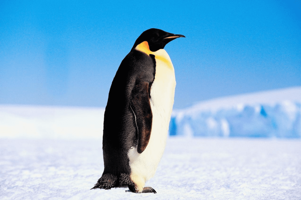 Virgo spirit animal Penguin