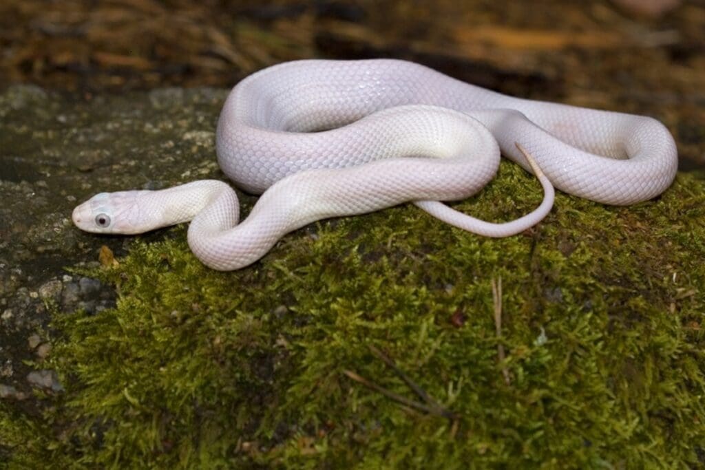 Virgo spirit animal Snake