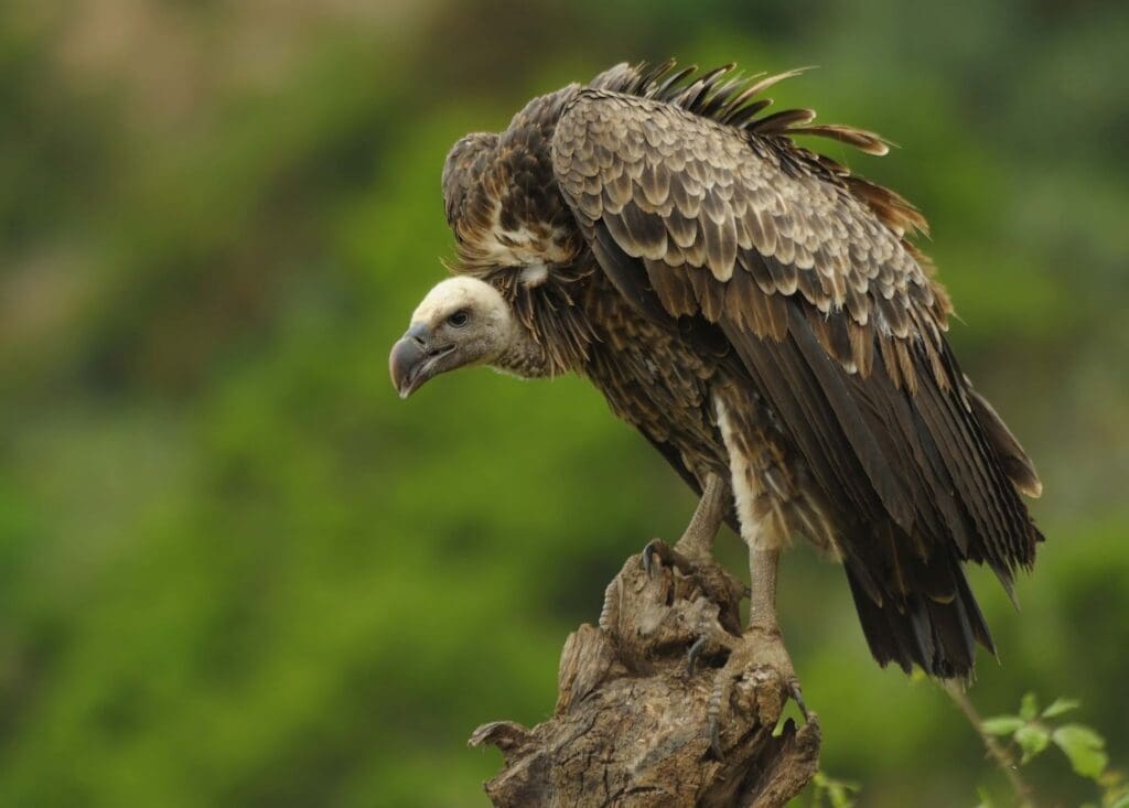 Virgo spirit animal Vulture