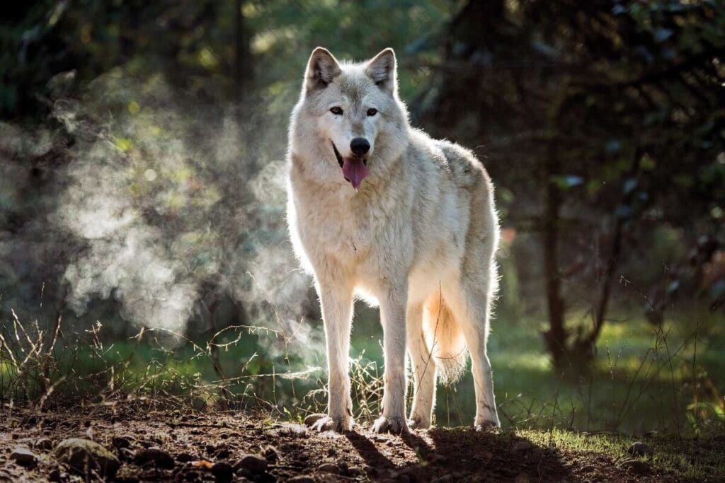 Virgo spirit animal Wolf